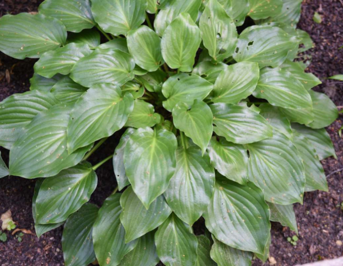 Hosta  ´Invincible´