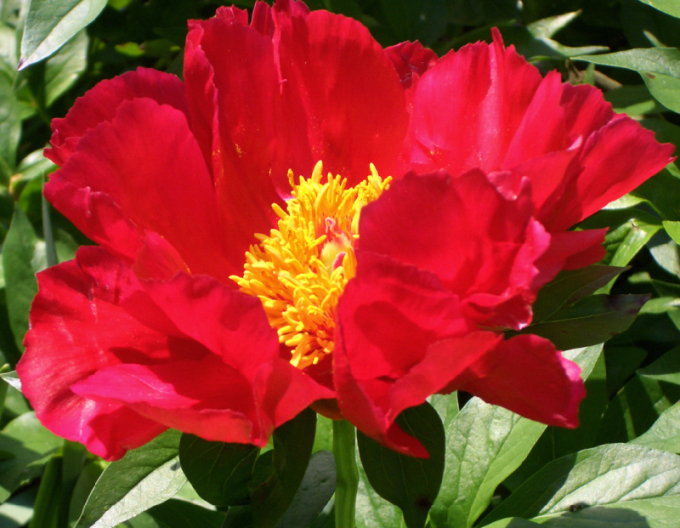 Pivonka čínska ´Blaze´