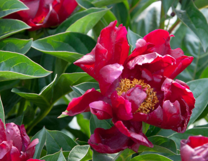 Pivonka čínska ´Blaze´