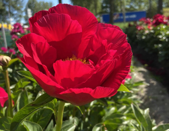 Pivonka čínska ´Blaze´