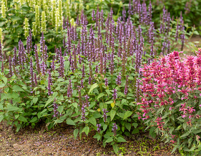 Agastache ´Little Adder´