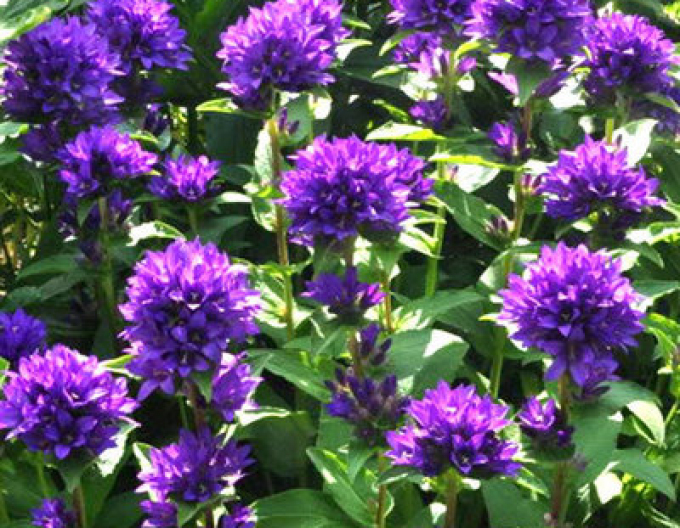 Zvonček klbkatý ’Superba´