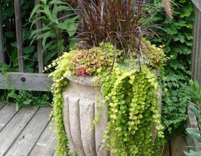 Čerkáč peniažtekový ´Aurea´