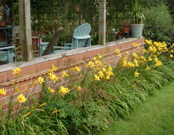 Ľaliovka ´Bonanza´