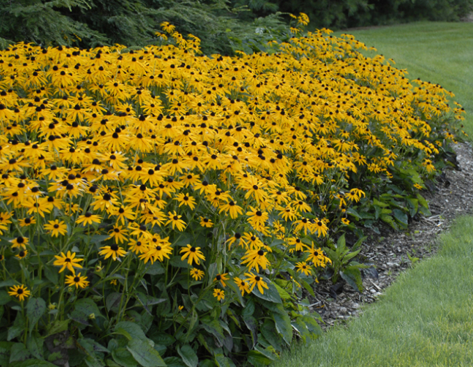 Rudbekia ´Goldsturm´ 1l