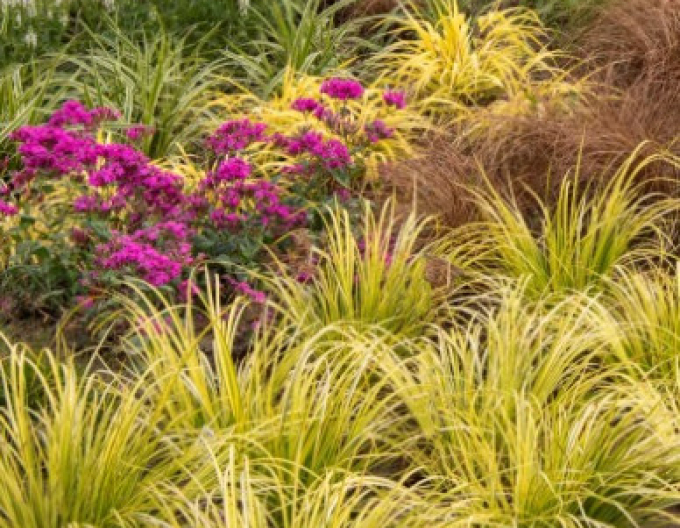 Puškvorec trávolistý ´Golden Delight´ 2l