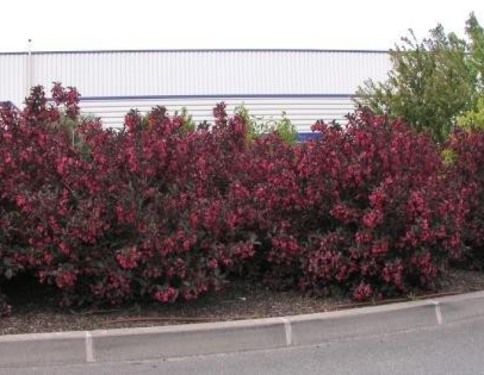 Vajgélia florida "Alexandra"