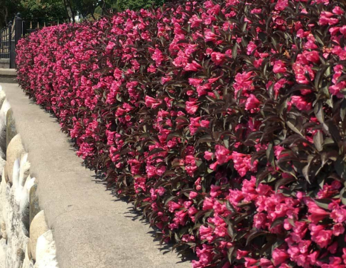 Vajgélia florida "Alexandra"