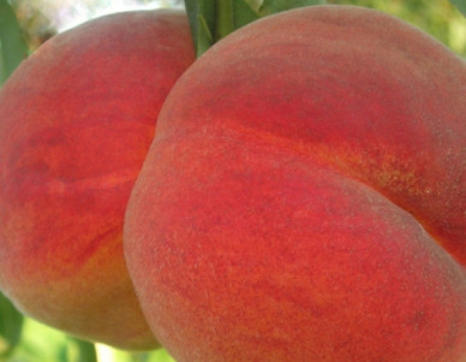 Broskyňa ´Redhaven´skorá, podp. Ishtara, kont. 5l