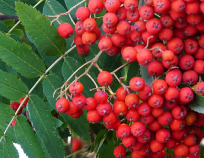 Jarabina ´Sladkoplodá Moravská´ Stromčeková, kont. 5l