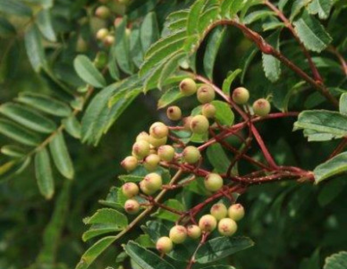 Jarabina ´Biela´ Stromčeková, kont. 5l