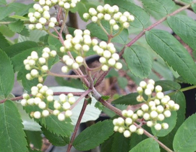 Jarabina ´Biela´ Stromčeková, kont. 5l