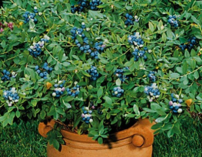 Čučoriedka kanadská ´Northsky´ 5l