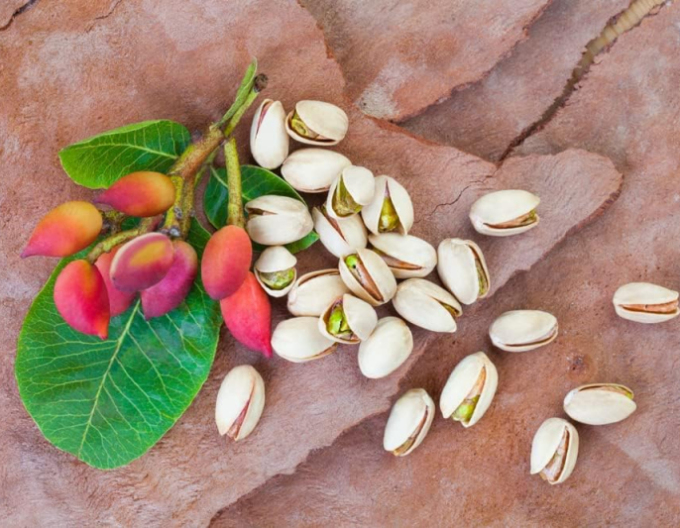 Pistácia pravá ´Peters´ samec