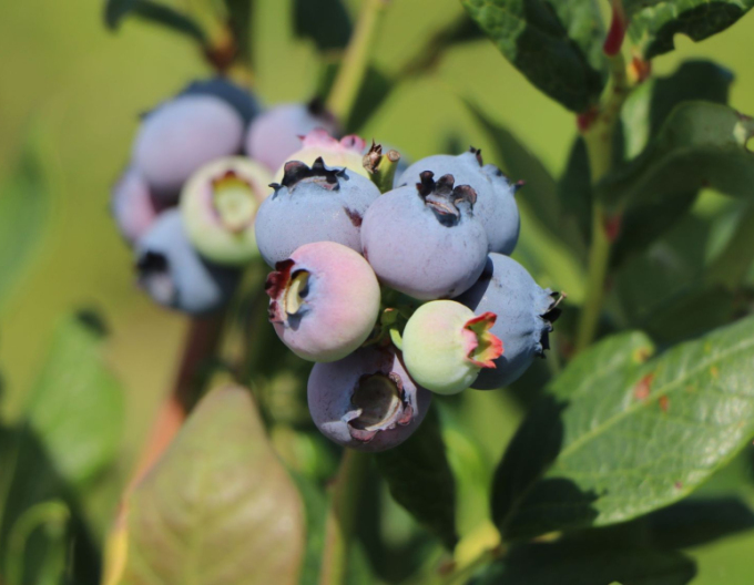 Čučoriedka kanadská ´Poppins´