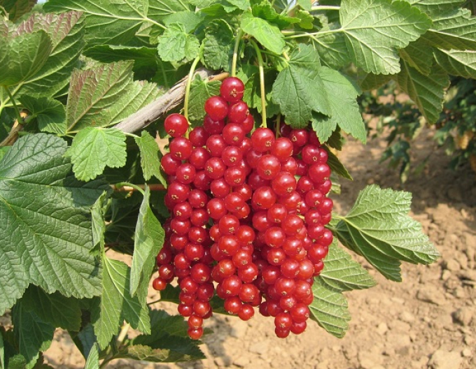 Ríbezľa červená ´Losan´