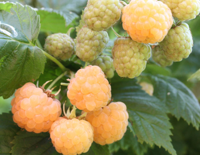 Malina žltá ´Sugana Gelb´ stálorodiaca