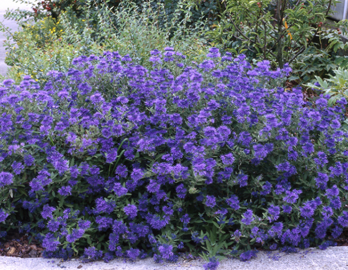 Bradavec klandonský ´Kew Blue´