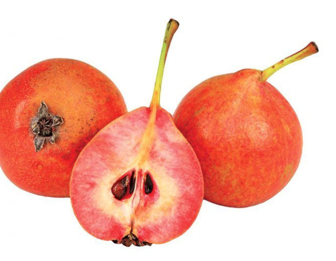 Hruška stĺpová "Krvavnička" letná, podp. Dula, voľnok.