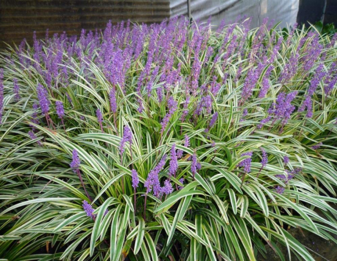 Liriopa modrincová ´Silver Dragon´