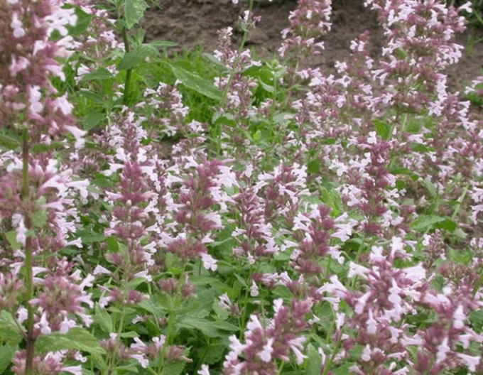 Kocúrnik ´Dawn to Dusk´