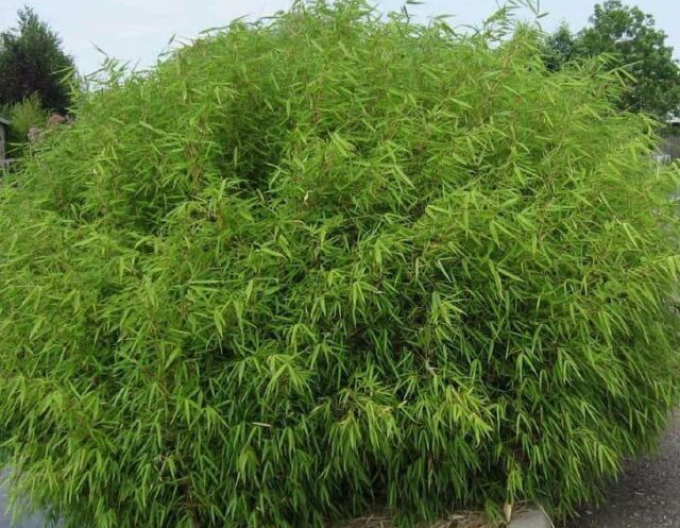 Bambus ´Fargesia Rufa´