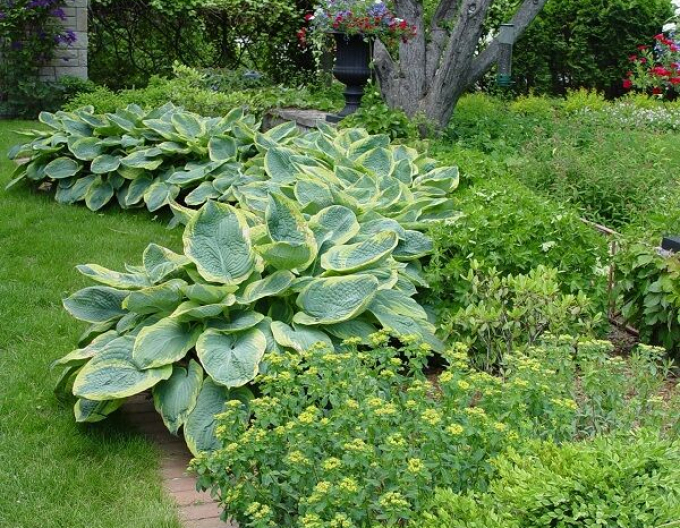 Hosta  ’Francess Williams’