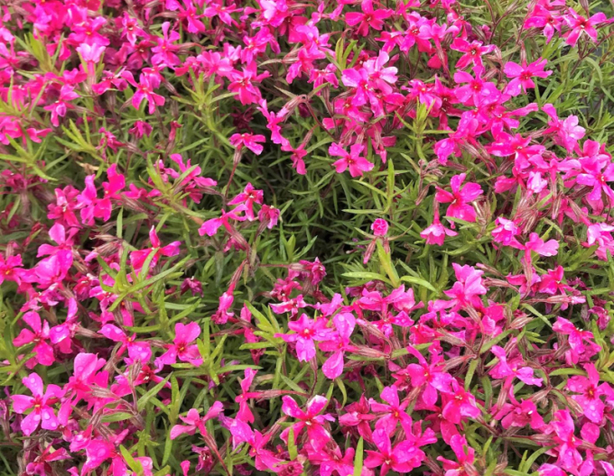 Flox šidlolistý ´Scarlet Flame´