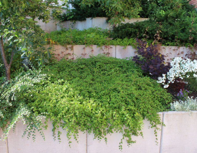 Korunkovec klavý ´Crispa´