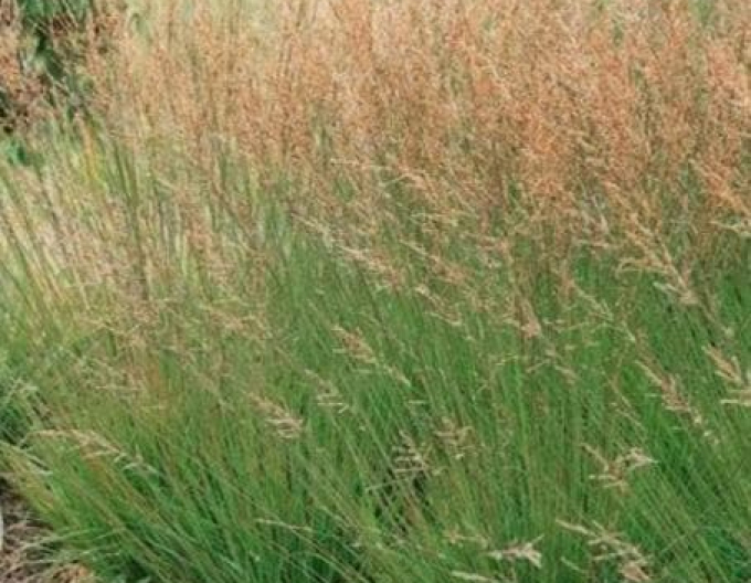 Bezkolenec ´Moorhexe´