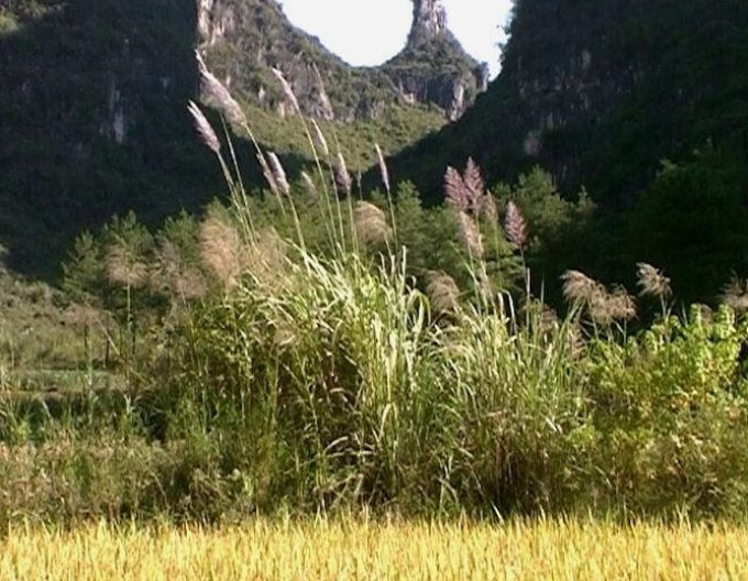 Ozdobnica čínska var. floridules