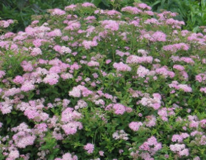 Tavoľník japonský ´Little Princess´ 9x9