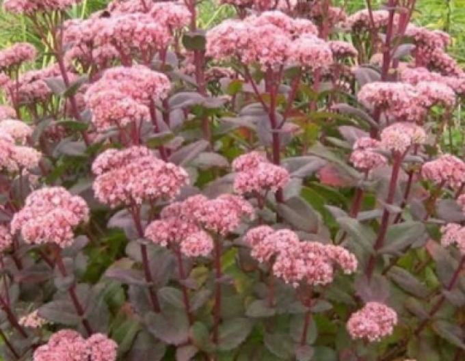 Rozchodník nádherný ’Matrona’ 9x9