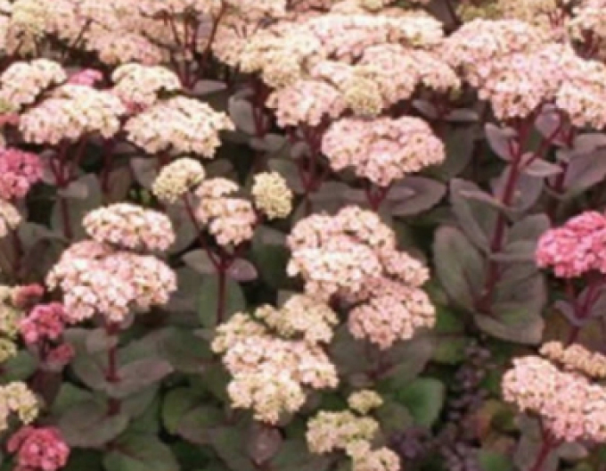 Rozchodník nádherný ’Matrona’ 9x9