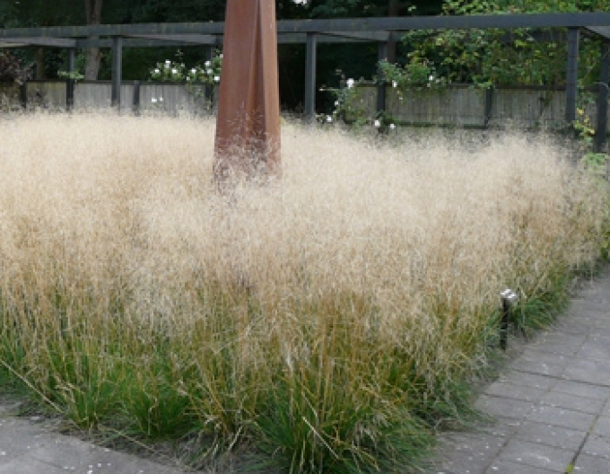 Metlica ’Goldschleier’ 9x9