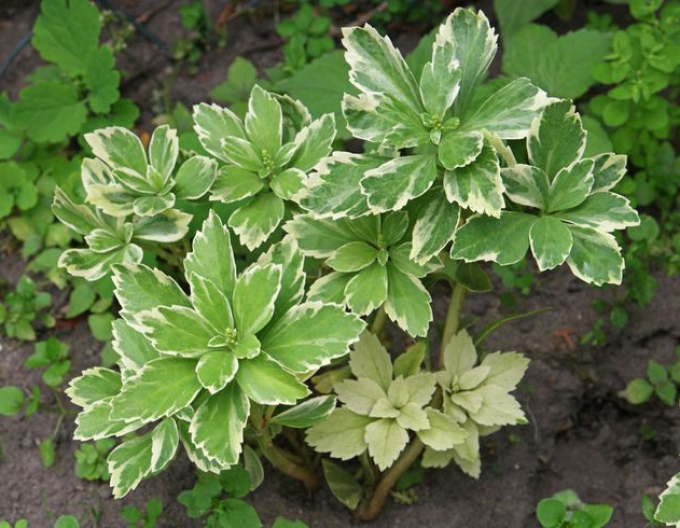 Pachysandra vrcholová ´Variegata´
