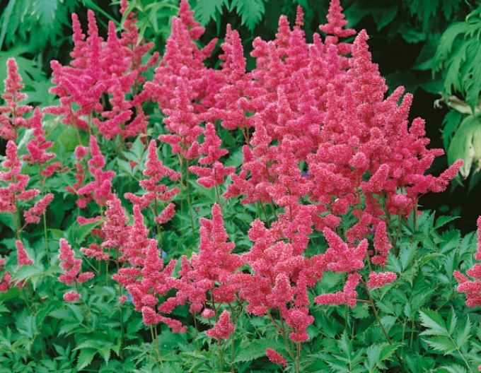 Astilba japonská ´Köln´