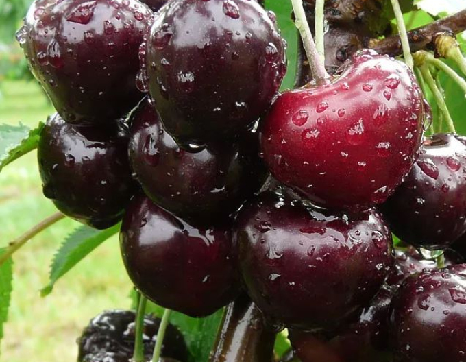 Čerešňa ´Jacinta´ skorá, podp. Gisela5, voľnok.