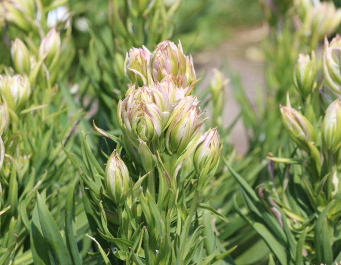 Tulipán ´Mystery Valley´