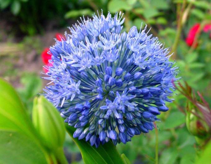 Cesnak okrasný ´Caeruleum´