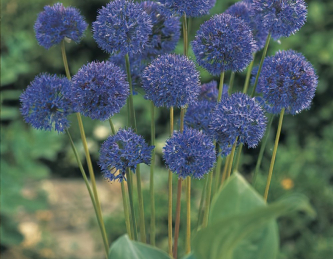 Cesnak okrasný ´Caeruleum´