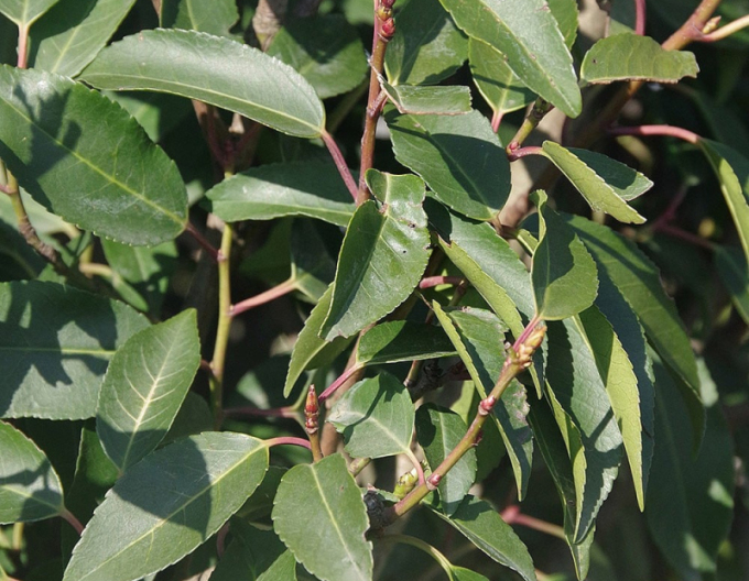 Vavrínovec portugalský ´Angustifolia´