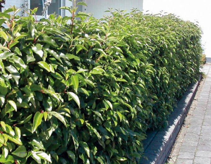 Vavrínovec portugalský ´Angustifolia´