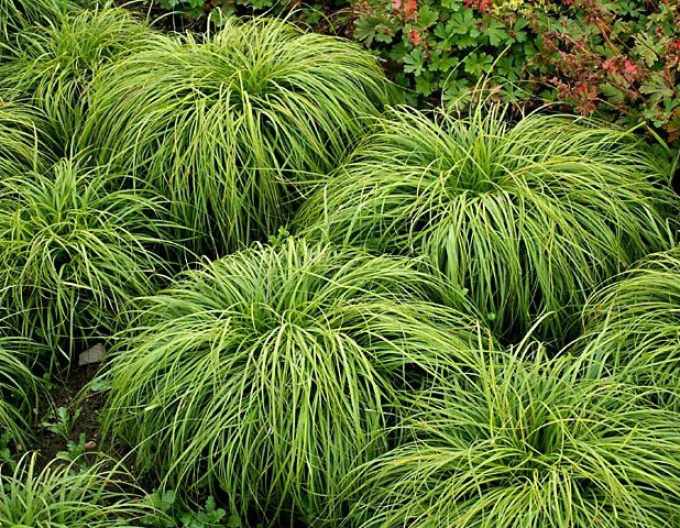 Ostrica ´The Beatles´