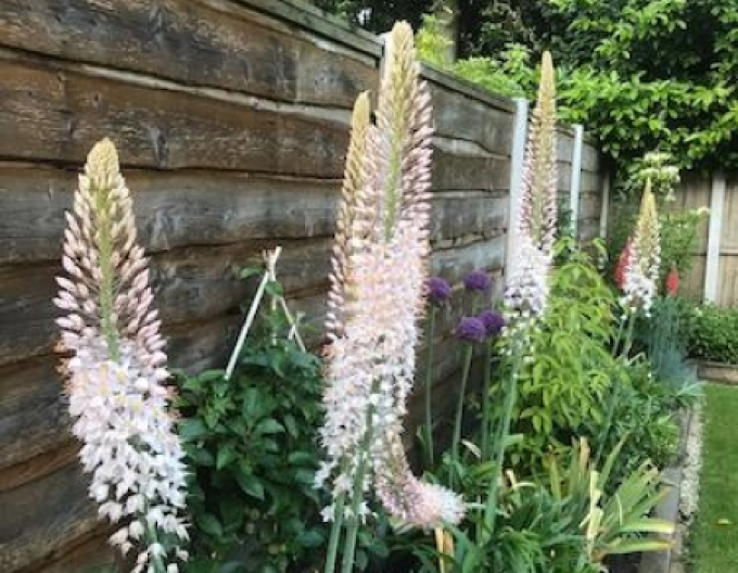 Fakľa úzkolistá Robustus - Eremurus 1ks