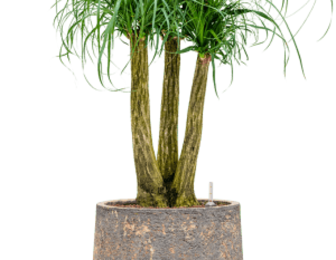 Kvetináč hlinený ´Baq Atlas Darcy Brown´