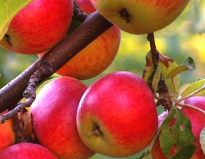 Jabloň ´Rubinola´ zimná, podp. P14, voľnok.