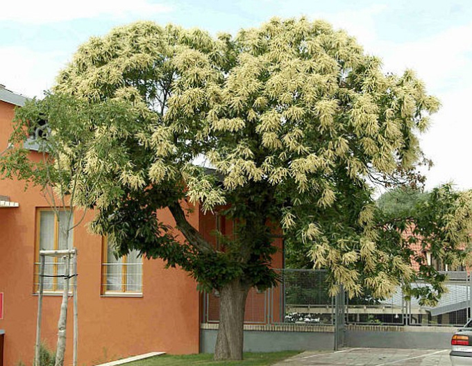 Gaštan jedlý  ´Markus´