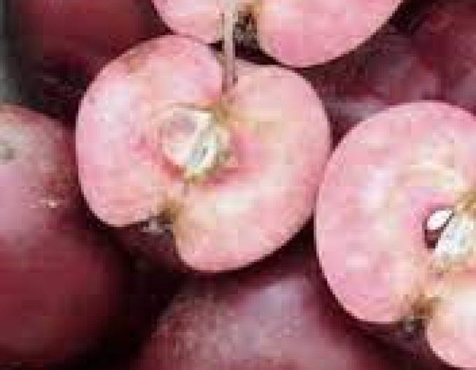 Jabloň stĺpová "Maypole" jesenná, podp. M7, kont. 5L