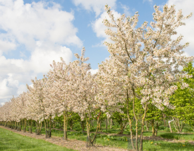 Jabloň okrasná ´Evereste´ viackmeň